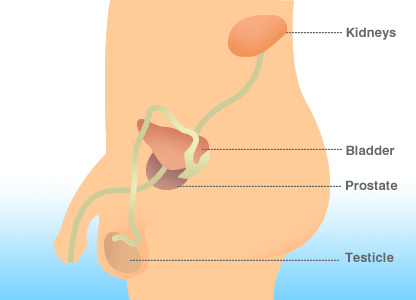 Enroll in a Clinical Trial for Benign Prostate Hyperplasia