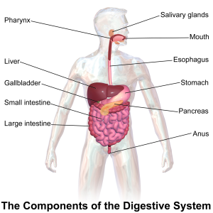 Enroll in a Clinical Trial for Digestive Diseases
