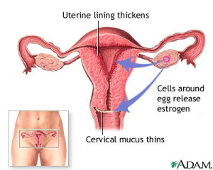 Enroll in a Clinical Trial for Menses Disorder