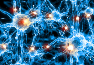 Neurons damaged during a stroke