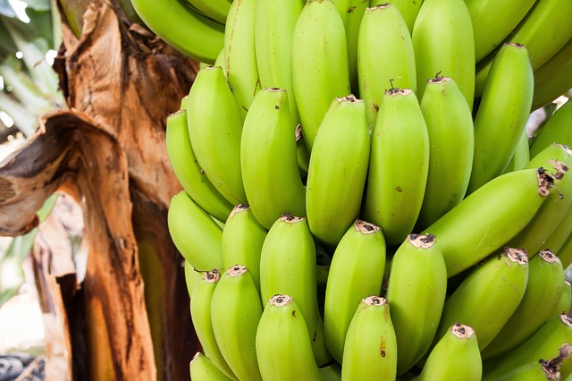 Green bananas can help you lose weight