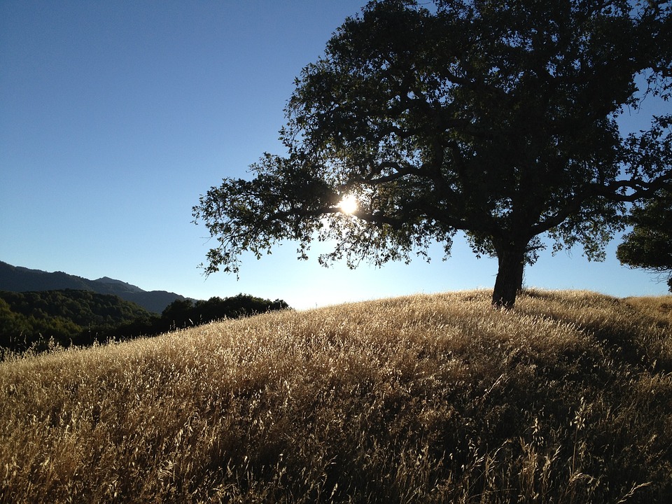 California is a leading location for clinical trials