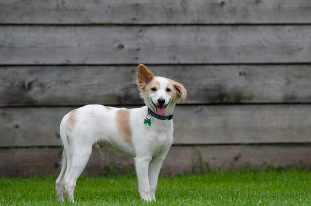 Puppy being trained to sniff out cancer