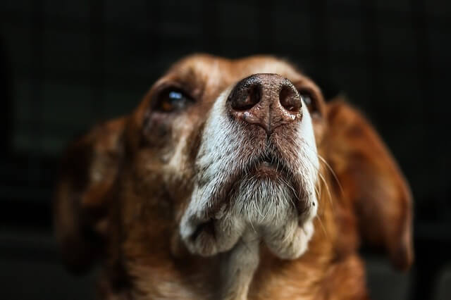 Cancer sniffing dog joins UC Davis Cancer Center